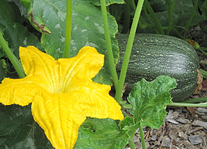 winter squash