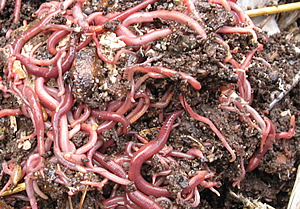 worm bin